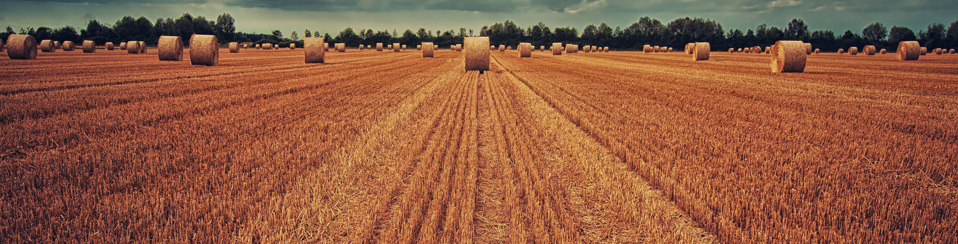 Freshly Baled Hay