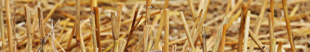 wheat stubble